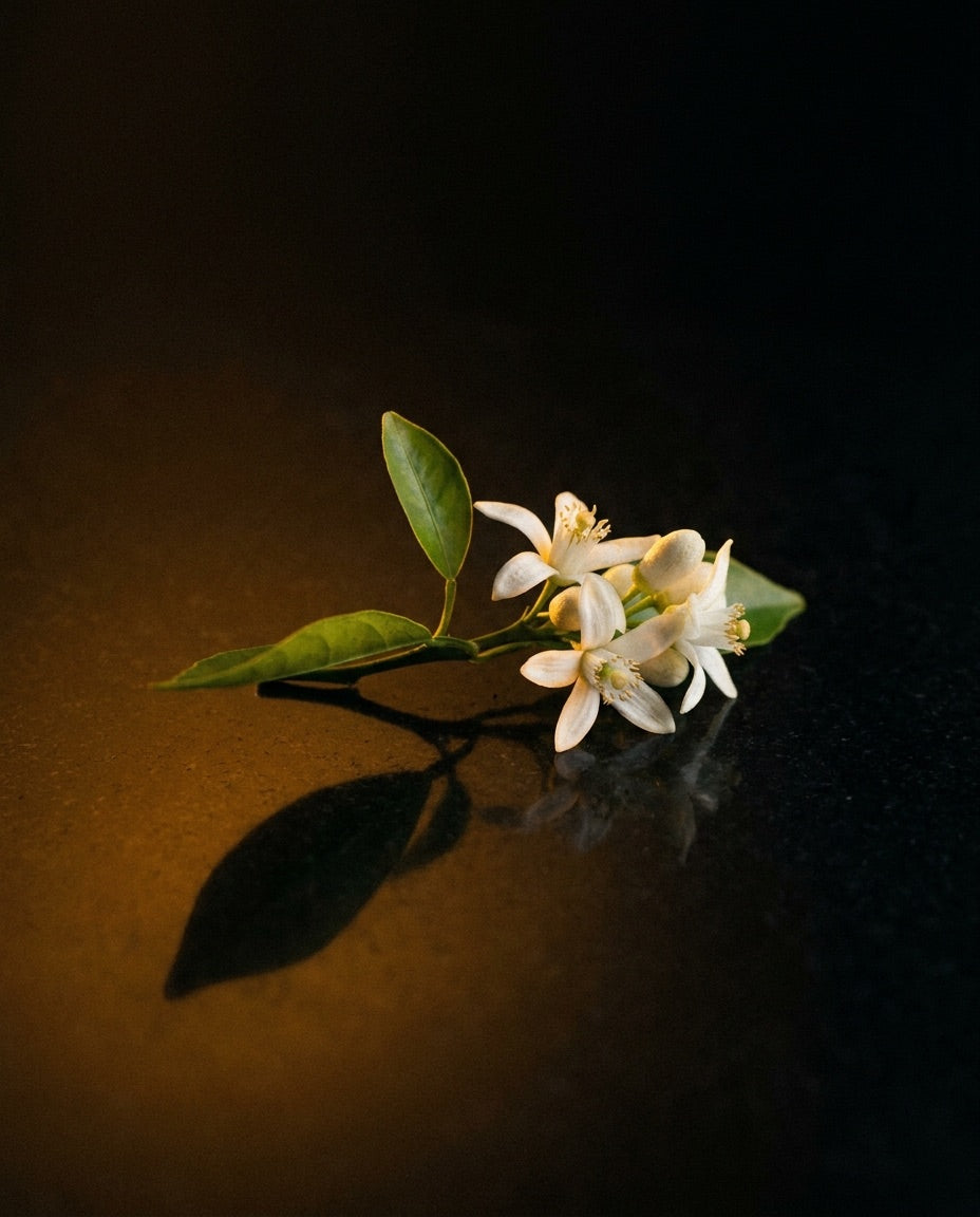 Jardin de Séville · Découverte